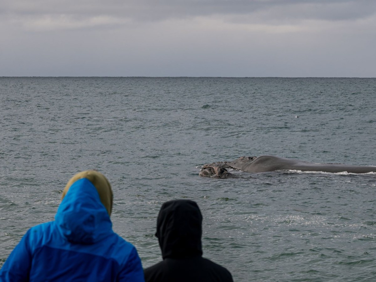 Uruguay dio inicio a una nueva temporada de avistamiento de&nbsp;ballenas